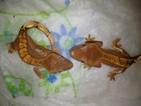 baby Cresteds 002.jpg