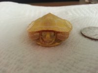 Albino 1 Month 4.jpg