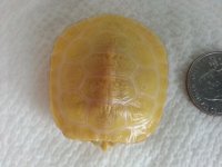 Albino 1 Month 5.jpg
