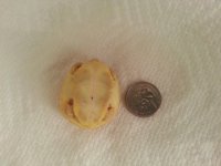 Albino 1 Month 3.jpg