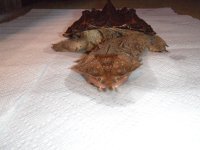 DSCF1760.jpg