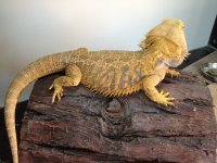 Citrus Male Bearded Dragon.jpg
