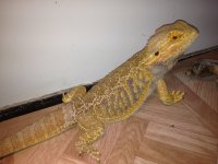 Citrus German Giant Male2 003.jpg