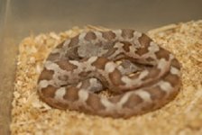 Texas Rat.jpg