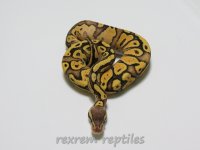 001female firefly.jpg