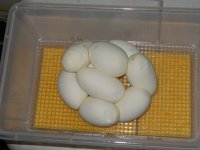IMG_1429.jpg