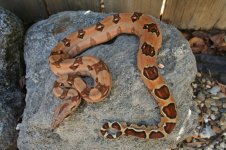 snakes007.jpg