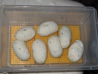 IMG_1430.jpg