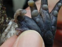 Frog_thumb_spike.jpg