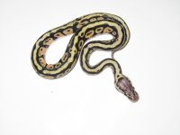 Pastel Spotnose F2 002.jpg