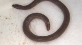 twoheadedsnake.jpg
