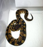 Het Pied Female_2.jpg