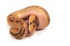 painted female 3.jpg