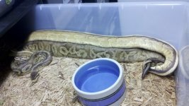 Breeder Super Stripe.jpg