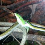 Parrot anole.jpg