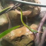 Parrot frog.jpg