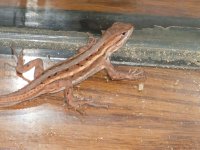 Lizard.jpg