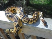 snake4.jpg