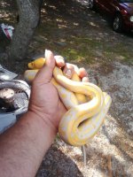 albino retic.jpg