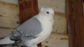 pigeons 014.jpg