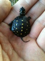 spotted hatchling.jpg
