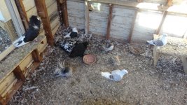 pigeons 009.jpg