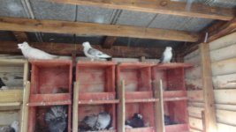 pigeons 011.jpg