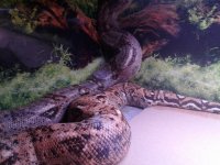 female hog 2 pic 2.jpg