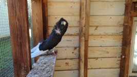 pigeons 008.jpg