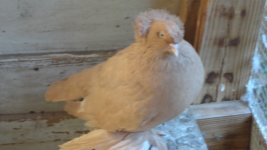pigeons 012.jpg