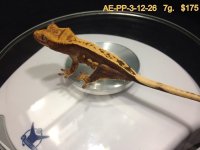 ae-pp-3-12-26.jpg ae-pp-3-12-26.jpg