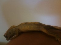 IMG_1018.jpg