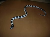 mysnakes 005.jpg