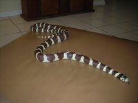 mysnakes 017.jpg