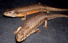 cbjbskinkpair3.jpg