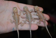 2010 babies 002.jpg