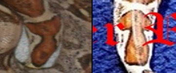 TailComparison.jpg