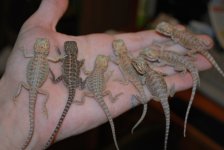 2010 babies 003.jpg