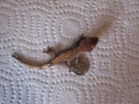 IMG_0012.jpg