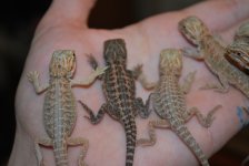 2010 babies 005.jpg