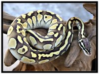 Pastel Lesser2.jpg