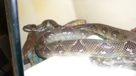 male sanzinia.JPG
