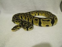 IMG_2375.jpg