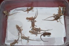 2010 babies 001.jpg