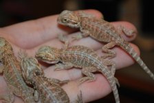 2010 babies 007.jpg
