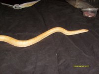 albino 015.jpg albino 015.jpg
