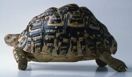 leopard tortoise.jpg