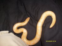 albino 005.jpg albino 005.jpg