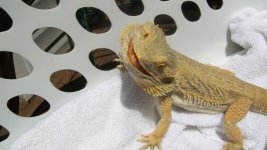 061210-Lizards 097.jpg