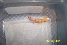 baby leo 002.jpg